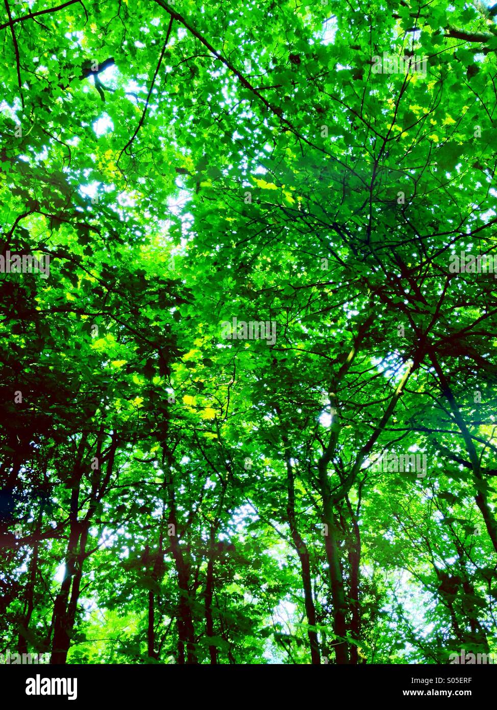 Under the summer tree canopy on a sunny day Stock Photo