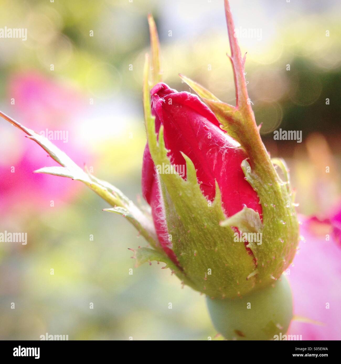 Rosebud - Smartphone Captured Stock Image