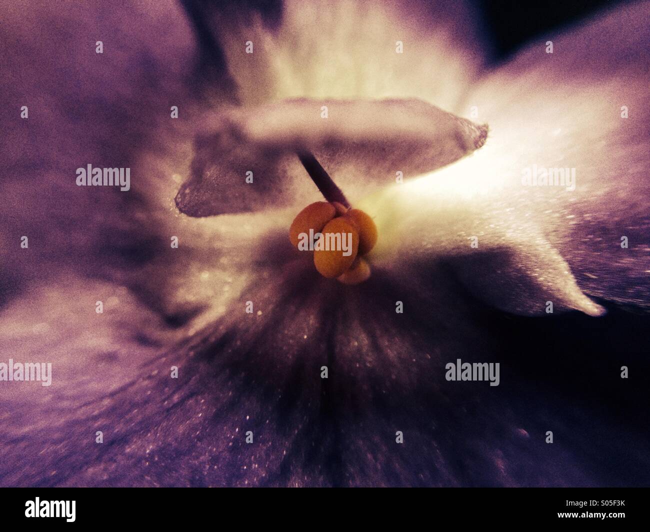 Close up of African violet flower - Smartphone Captured Stock Image