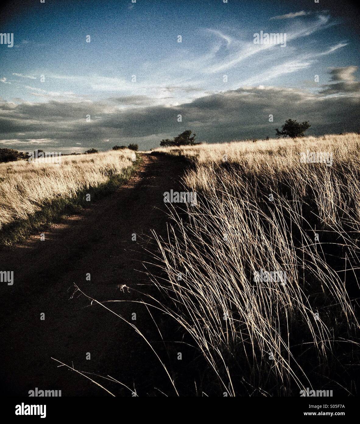 Grasslands in southern Arizona, USA. - Smartphone Captured Stock Image