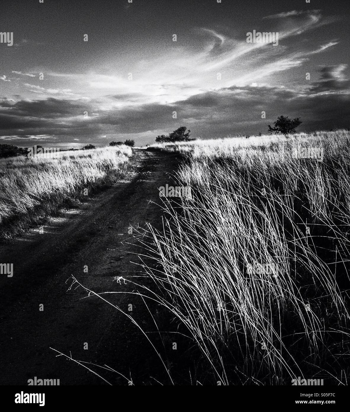 Grasslands in southern Arizona, USA. - Smartphone Captured Stock Image