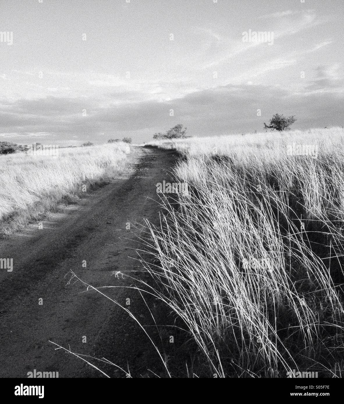 Grasslands in southern Arizona, USA. - Smartphone Captured Stock Image