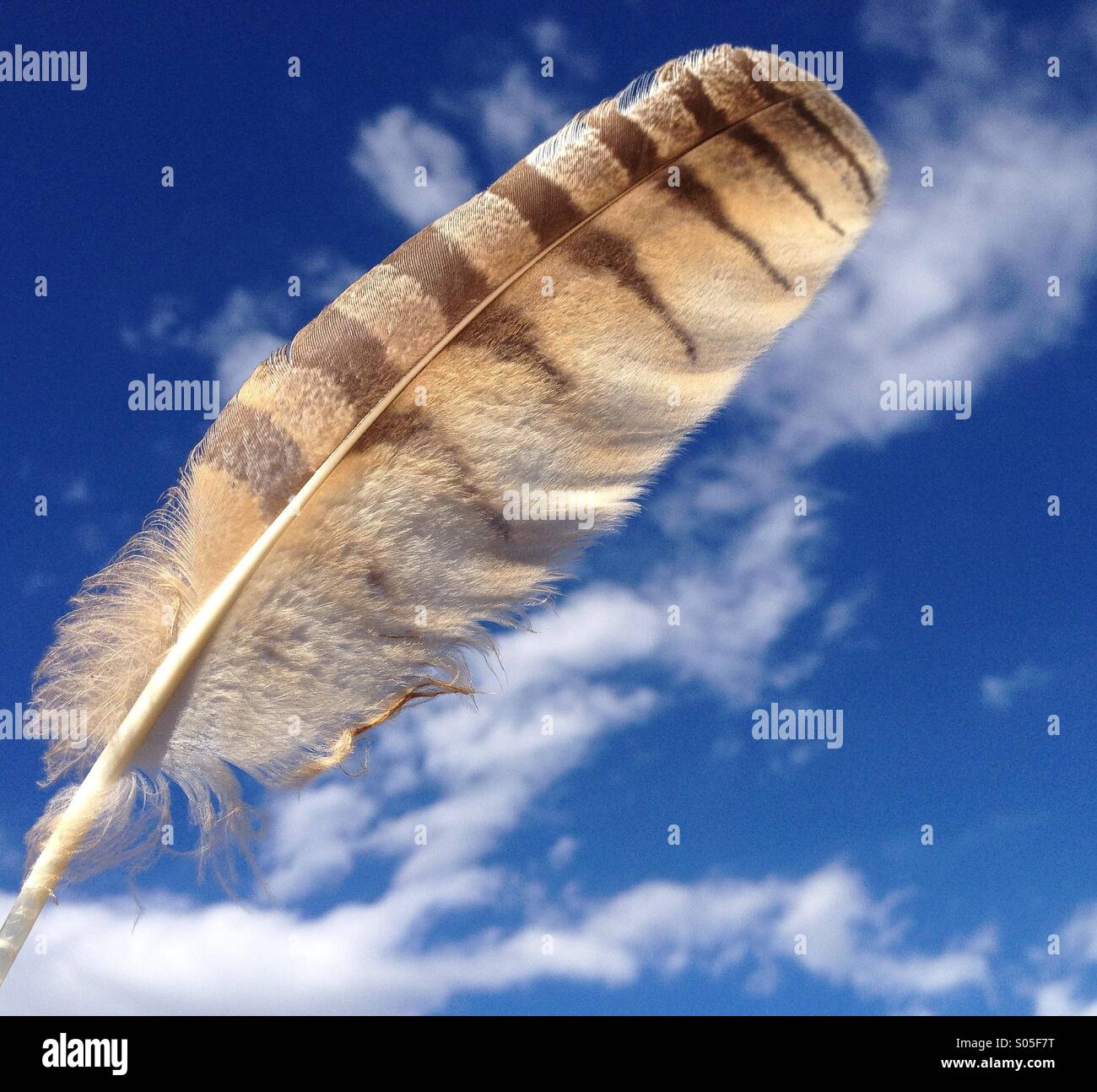 150305 Hawk Feathers Images Stock Photos  Vectors  Shutterstock