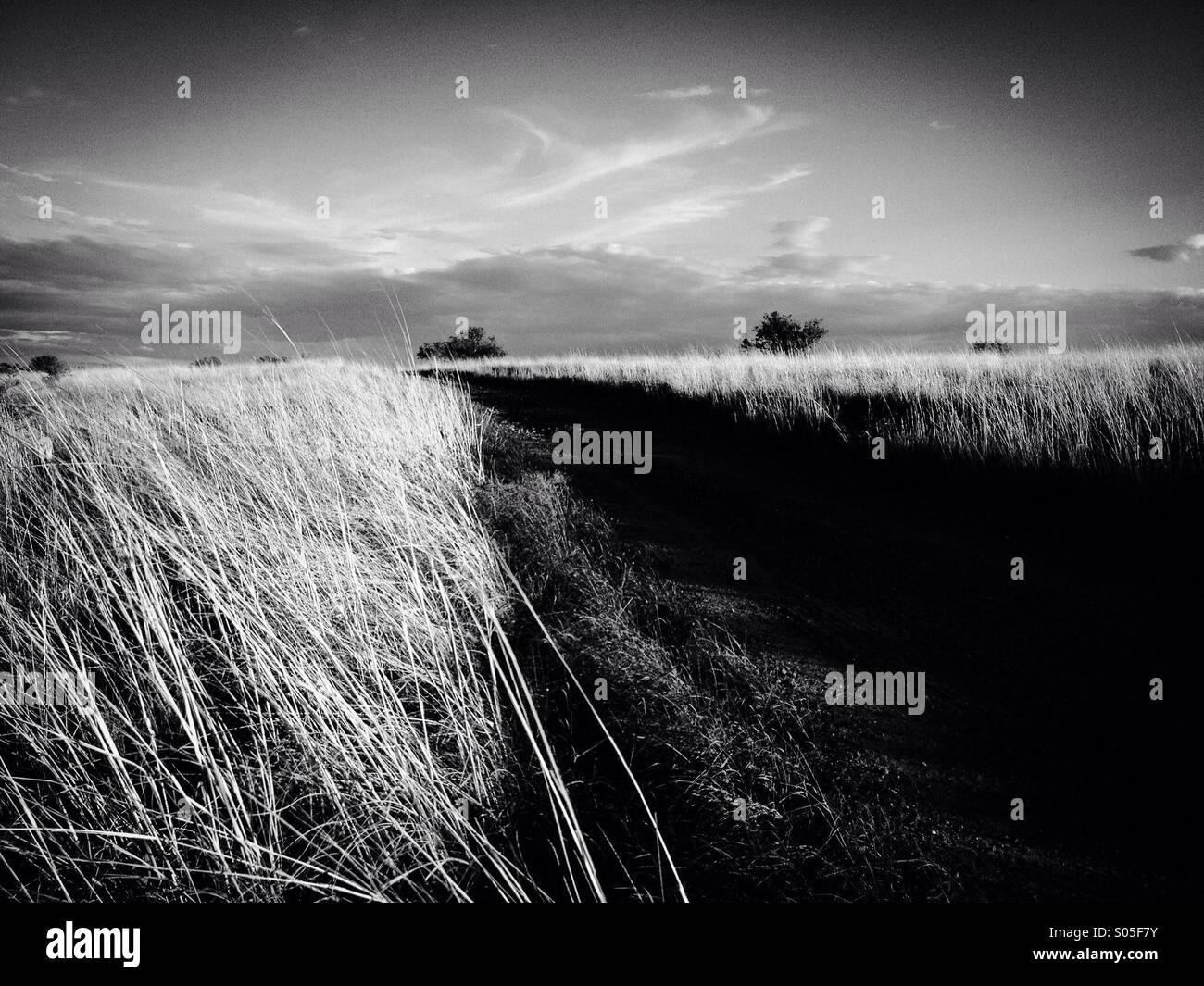 Grasslands in southern Arizona, USA. - Smartphone Captured Stock Image