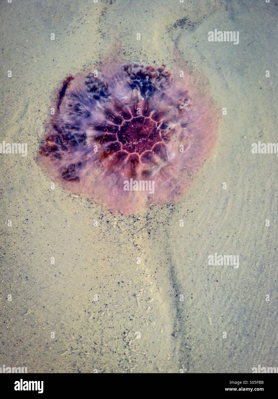 Jellyfish - Smartphone Captured Stock Image