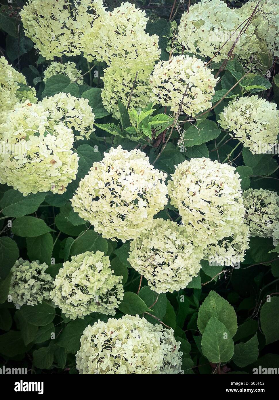 Flowers - Smartphone Captured Stock Image