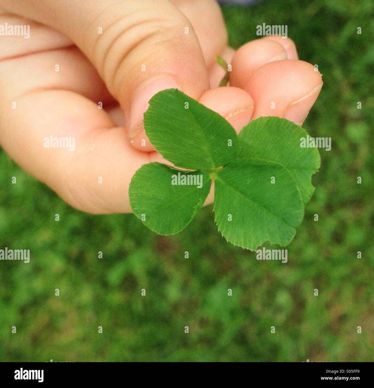 Girl's hand holding a four leaf clover - Smartphone Captured Stock Image