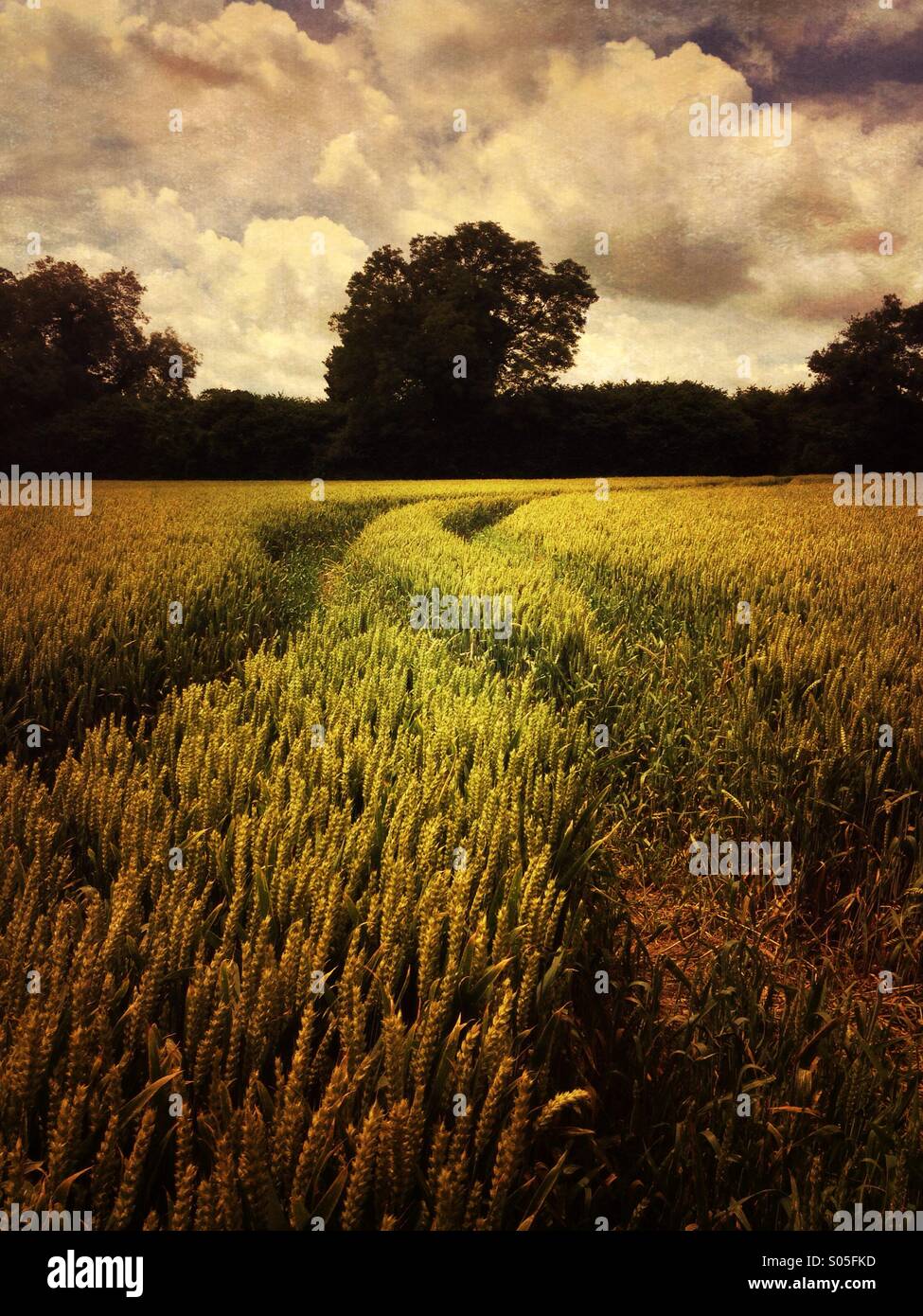 Ripening wheat field in Hampshire, England, UK - Smartphone Captured Stock Image