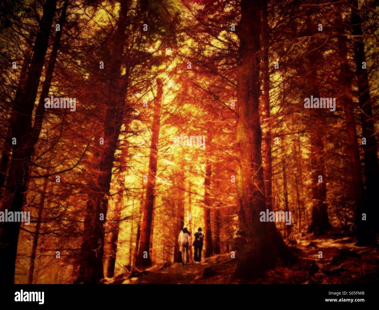 Two people walking in forest - Smartphone Captured Stock Image