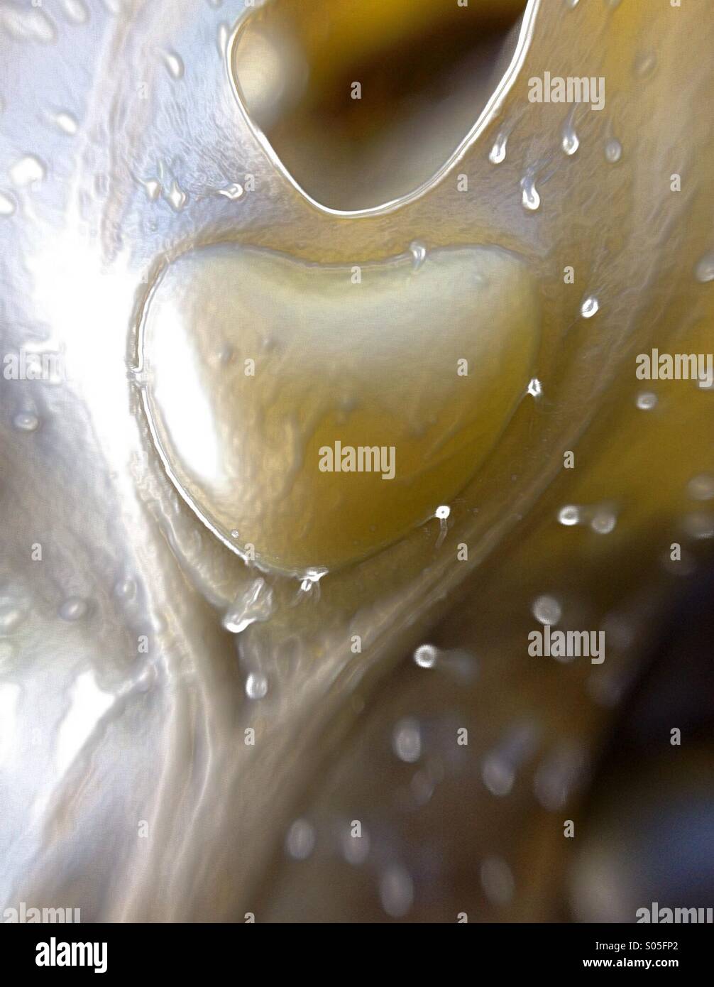 Heart shape on seaweed - Smartphone Captured Stock Image