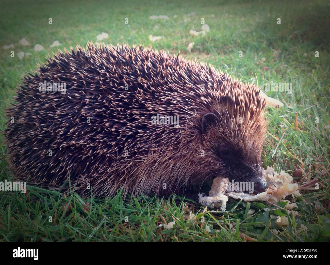 A hedgehog eats scraps of food on the lawn of an English garden. Stock Photo