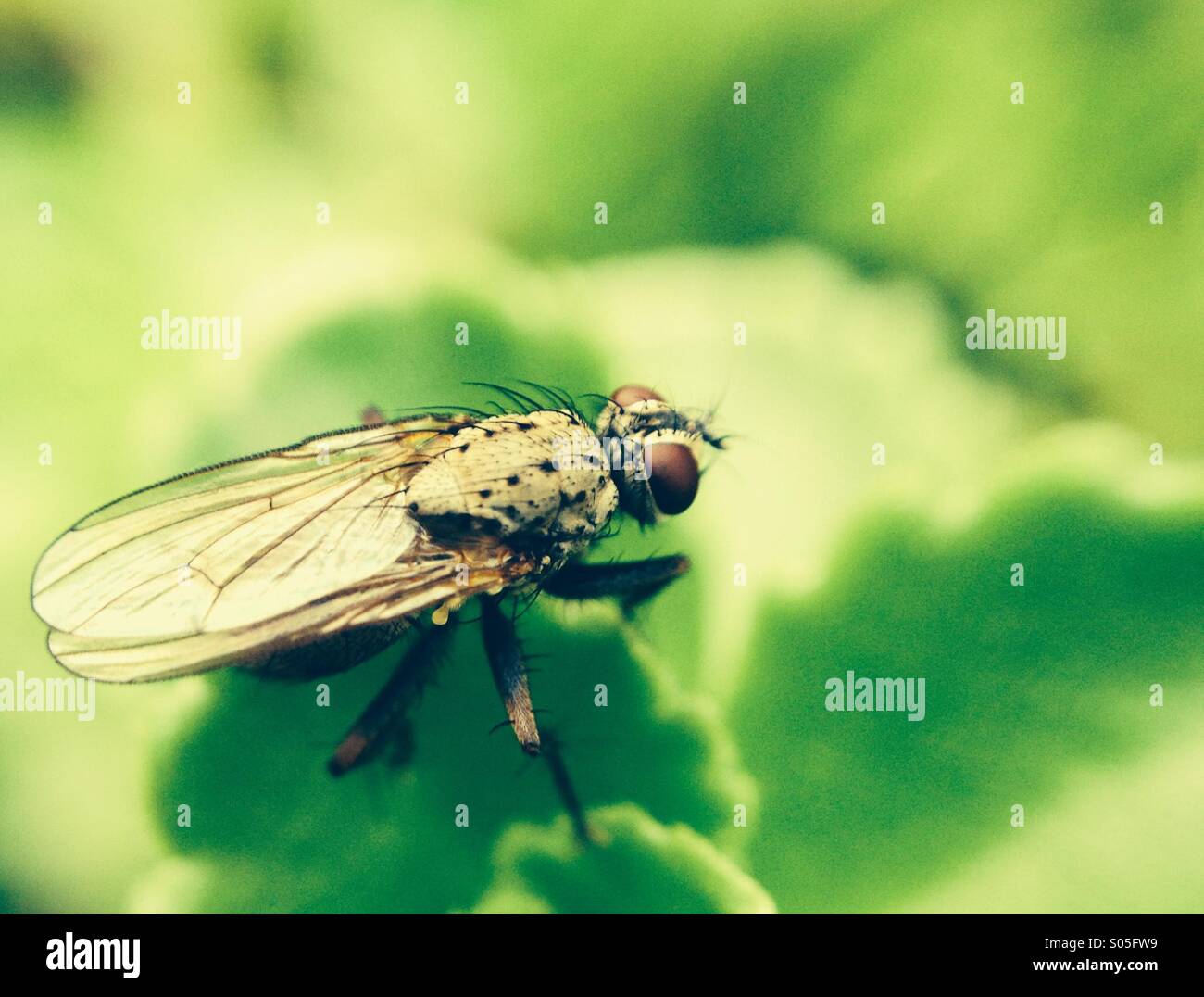 Close up of a fly Stock Photo