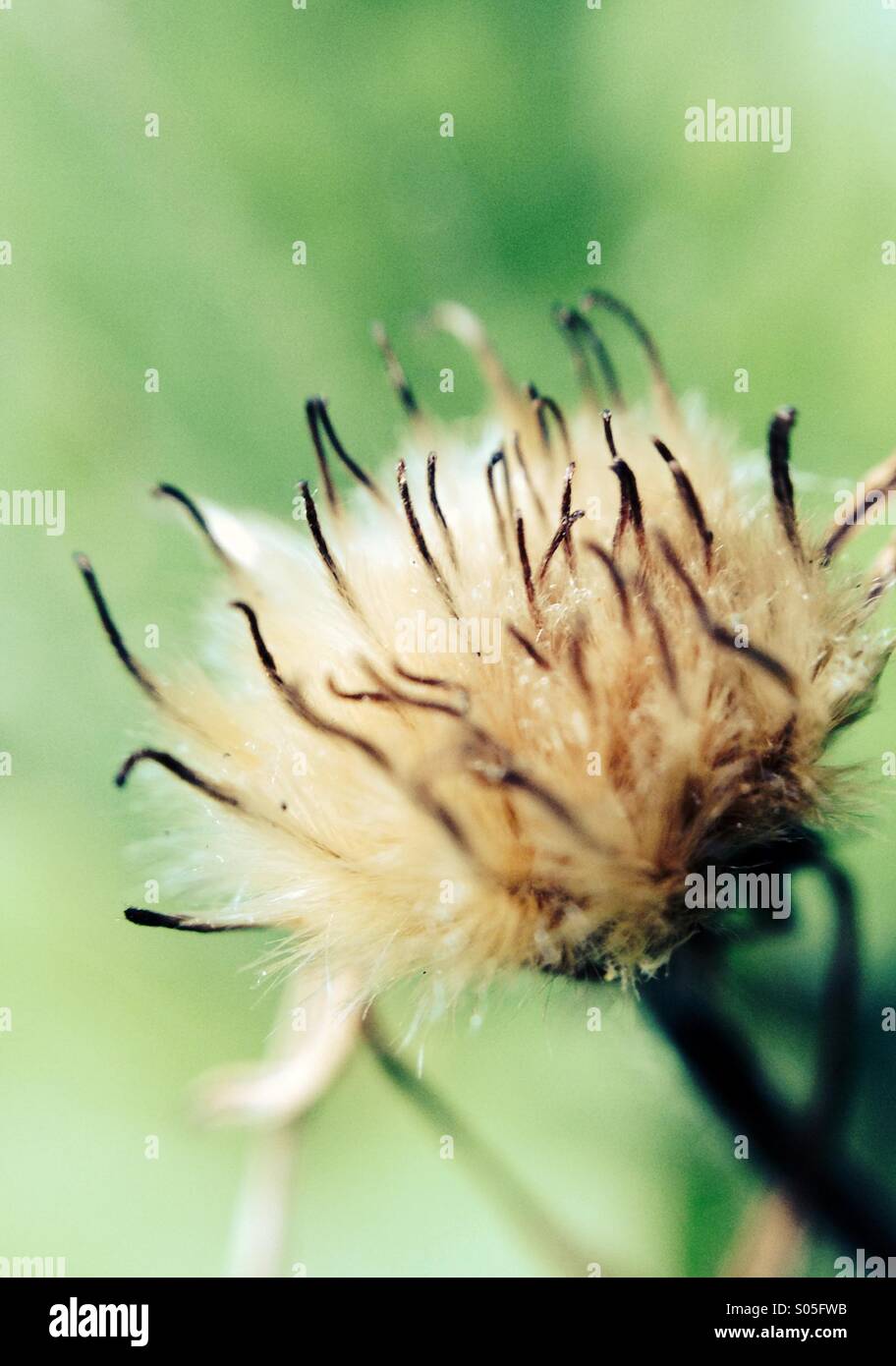 Weed seed stockimo hi-res stock photography and images - Alamy