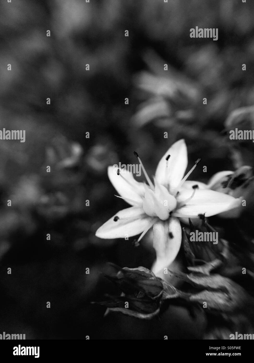 Close up of flowering stone crop in monochrome Stock Photo