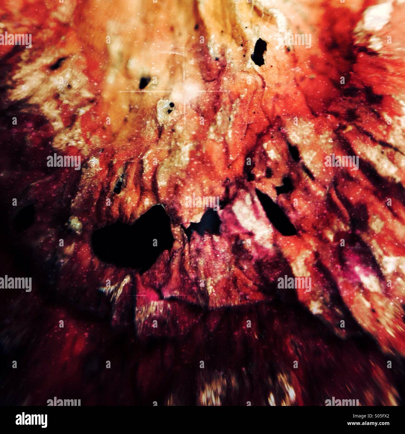 Close up of decaying rose petal - Smartphone Captured Stock Image