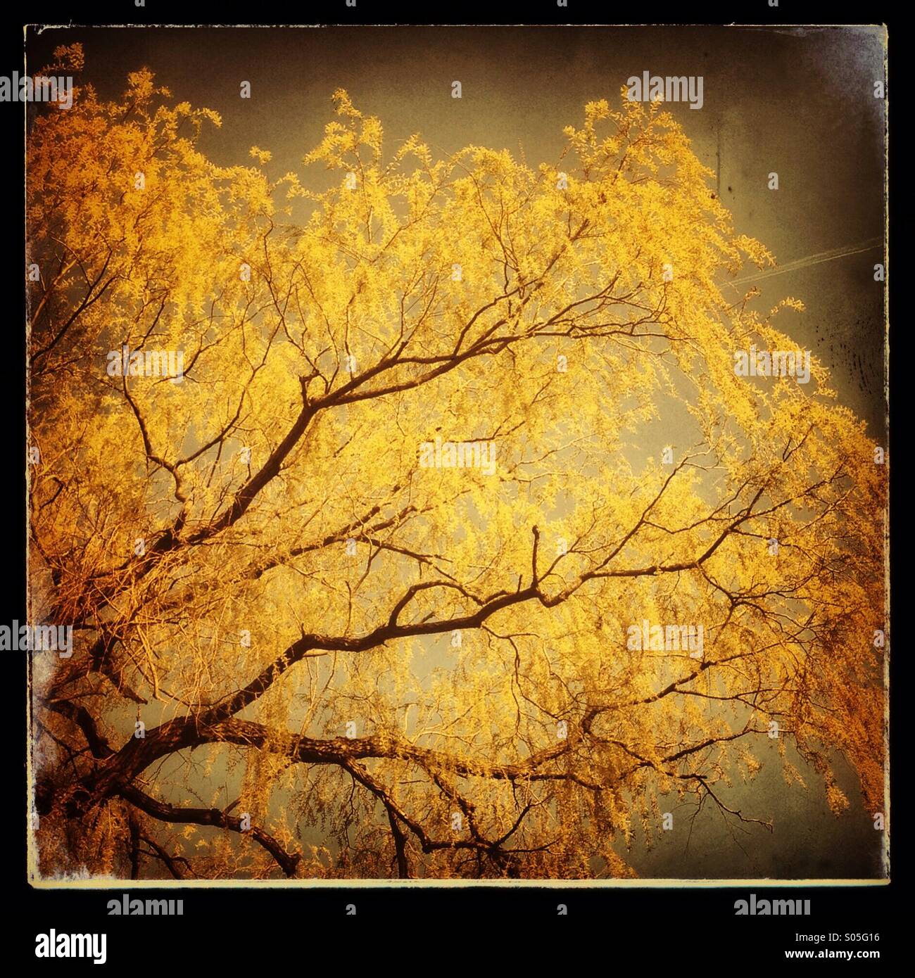 Dramatic and creative photo of tree branches with golden yellow leaves. Stock Photo