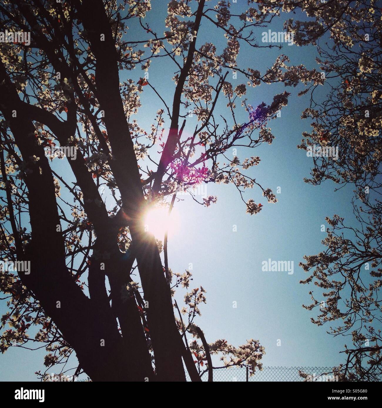 Tree sun sky Stock Photo