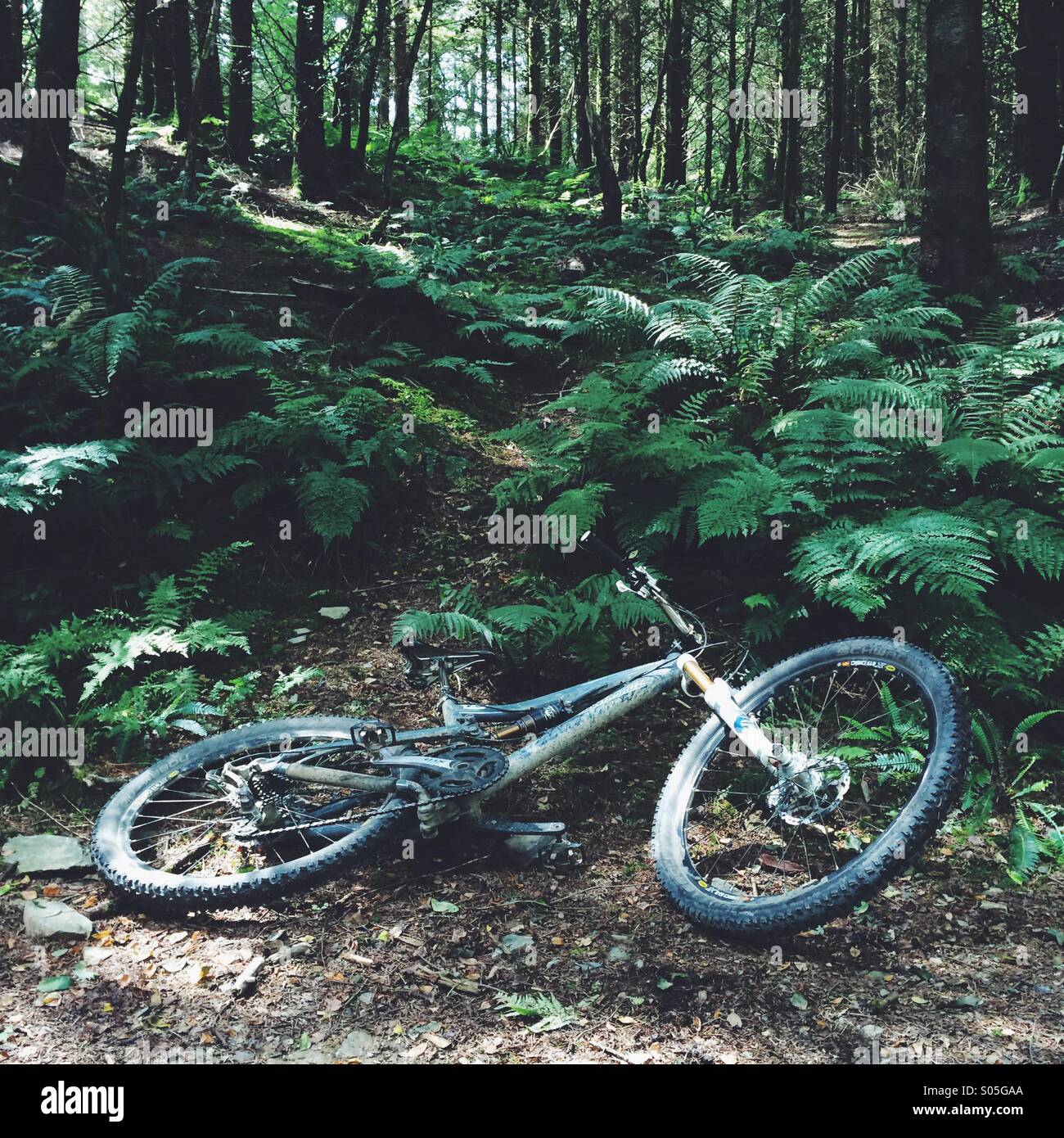 Mountain bike laying in the forest Stock Photo