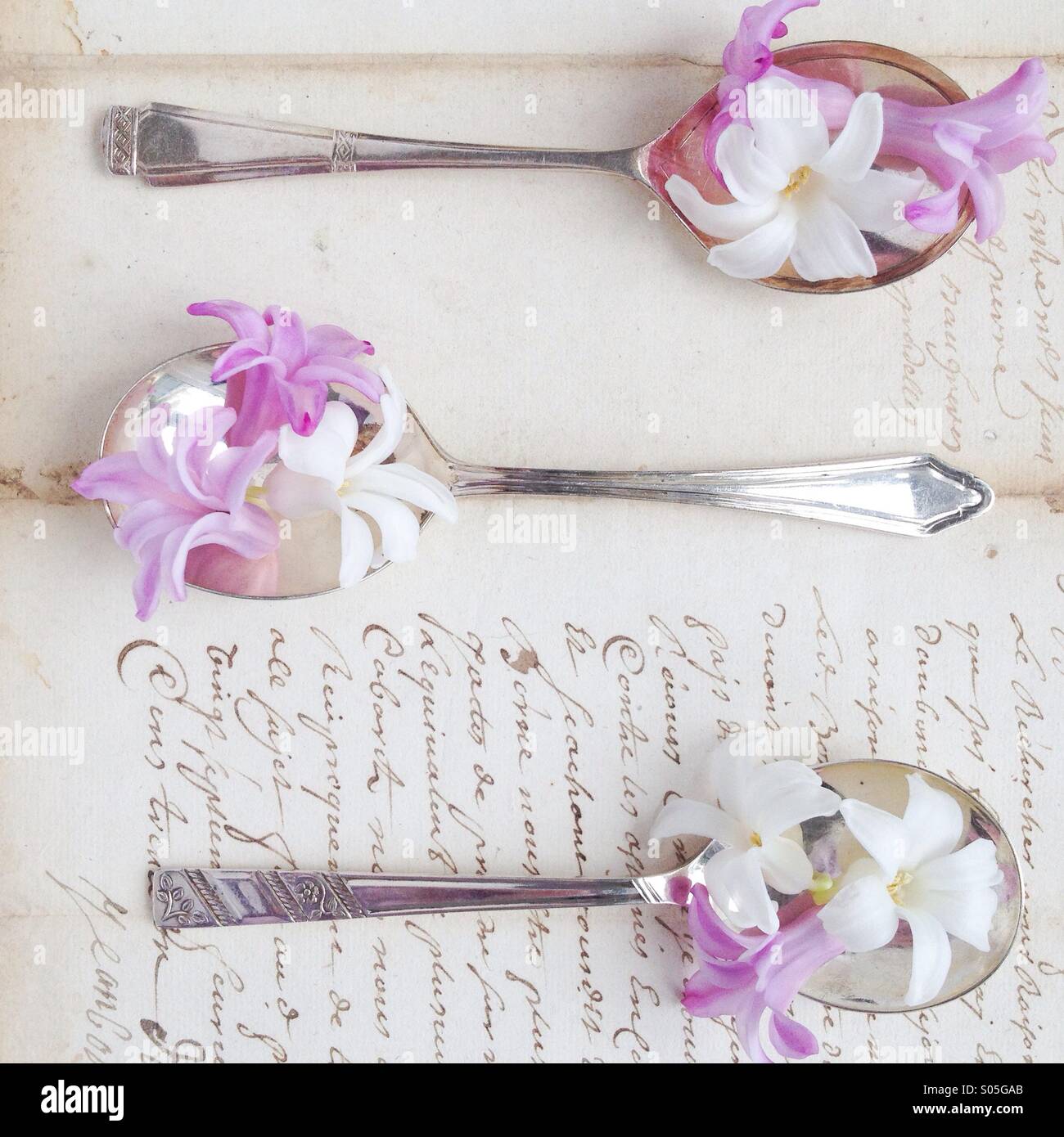 Overhead view of hyacinths on vintage silver spoons and vintage letter - Smartphone Captured Stock Image