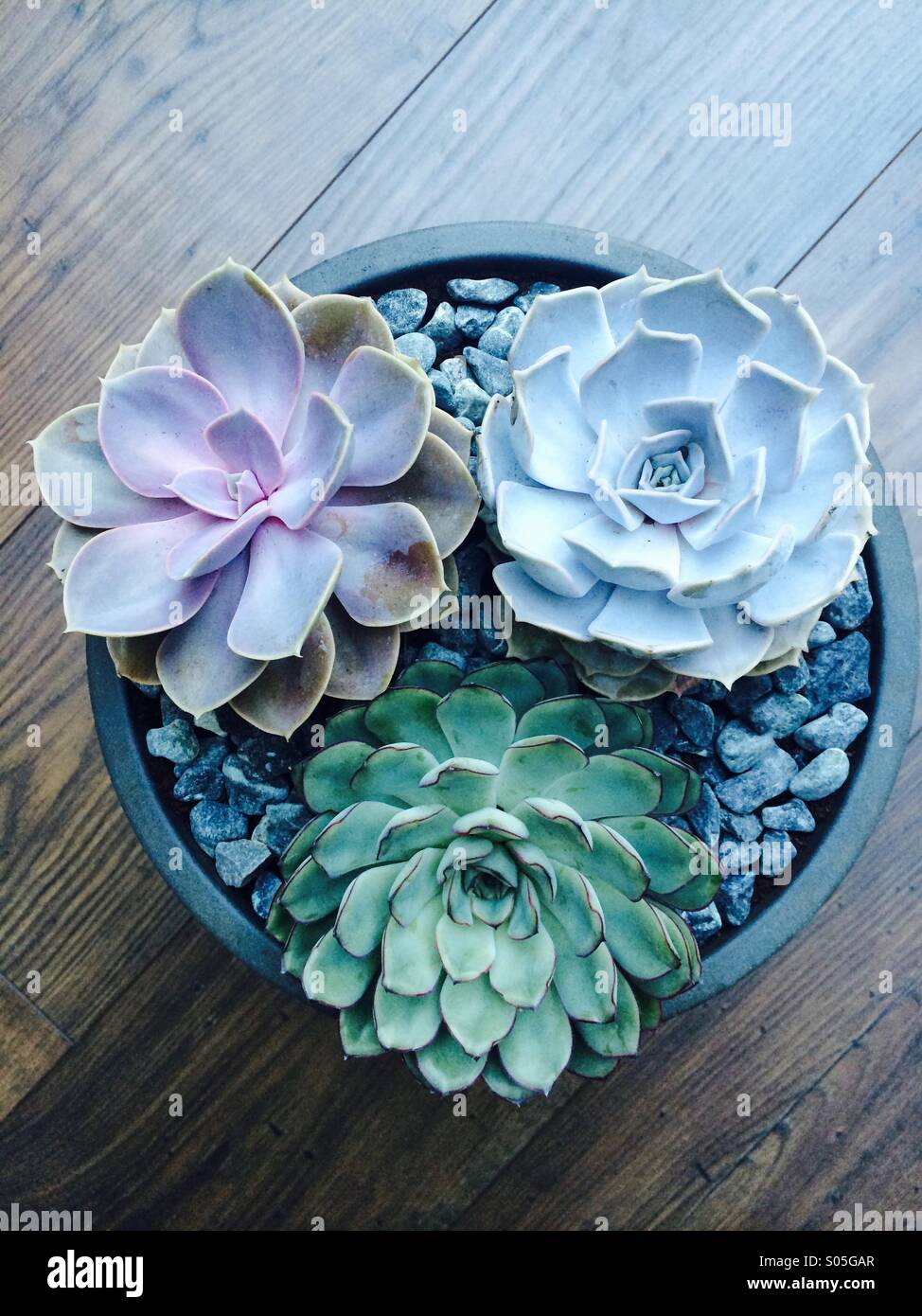 3 varieties of Echeveria Elegans succulent plants arranged on a pot top dressed with grey gravel Stock Photo