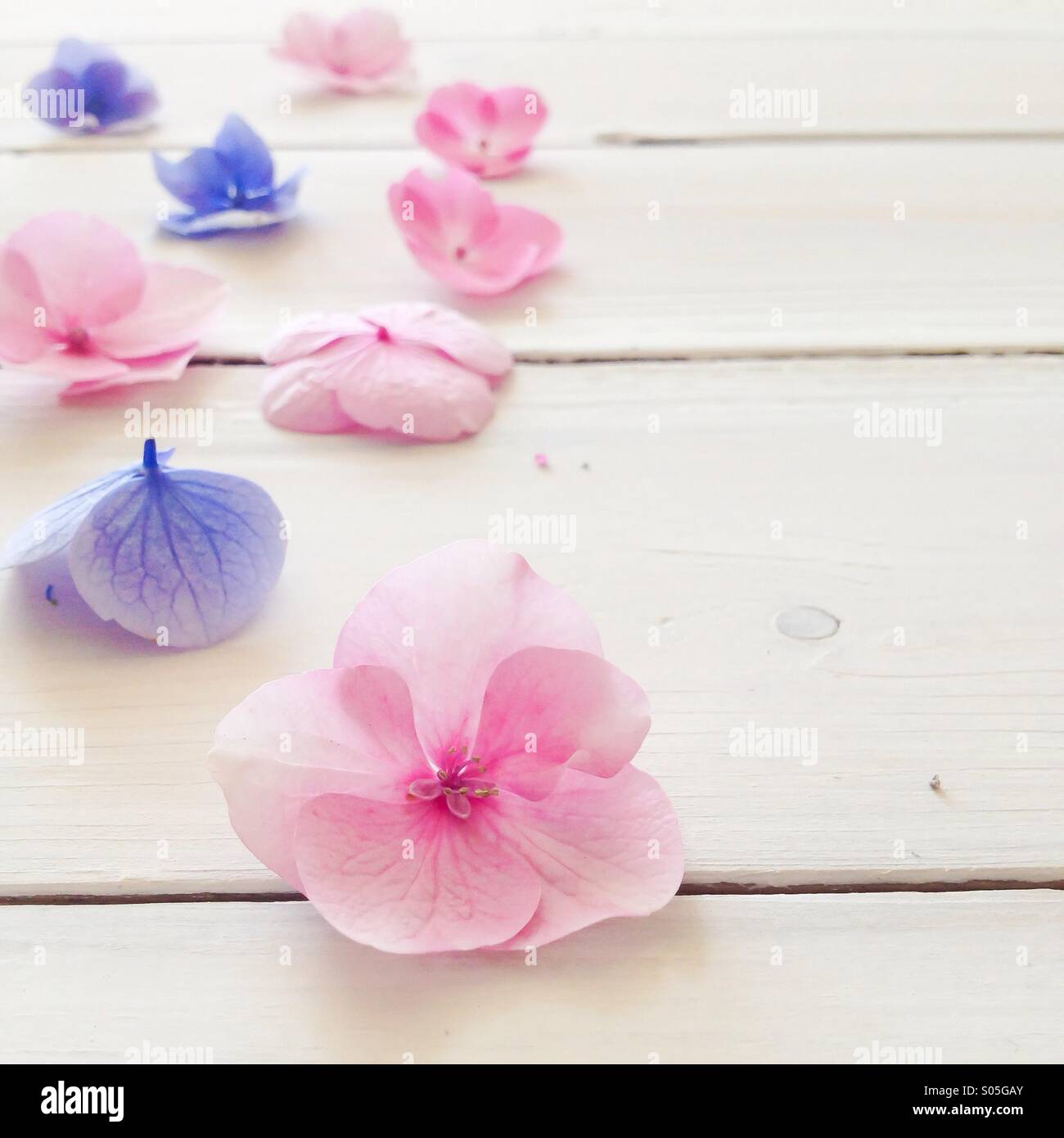 Hydrangeas single flowers on white wooden board - Smartphone Captured Stock Image