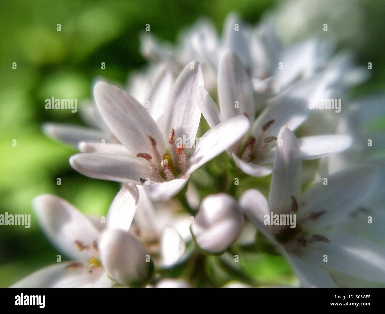 Veronica Flower Stock Photo Alamy
