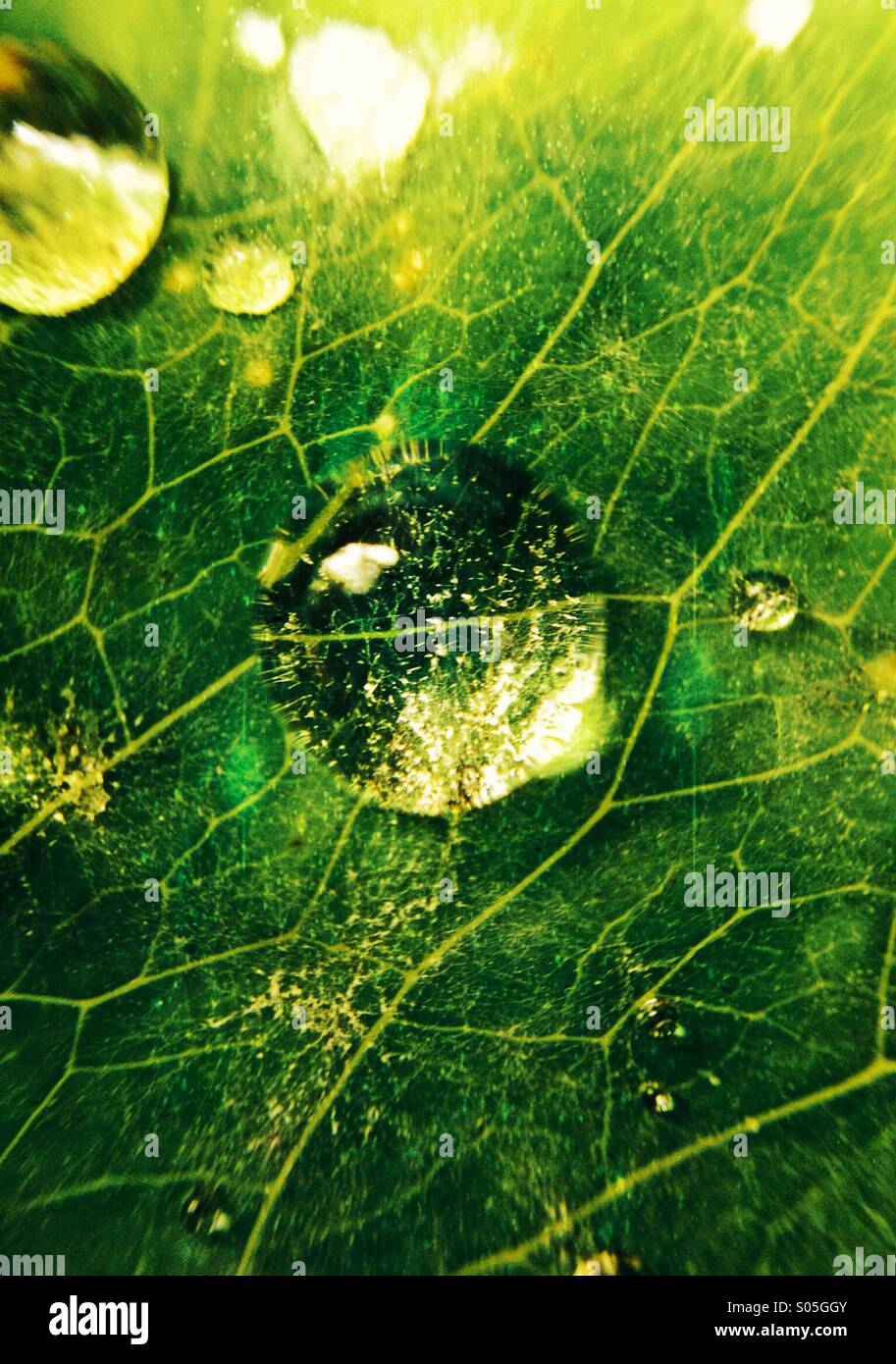 Close up of a water droplet on an aquilegia leaf Stock Photo