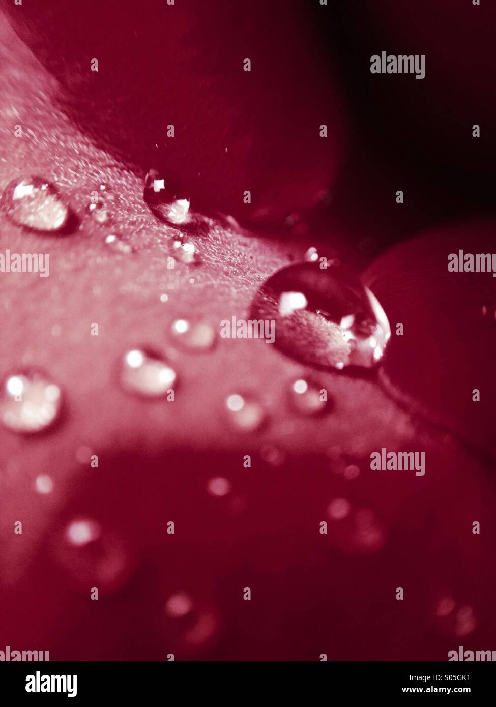 Close up of water droplets on rose petal Stock Photo
