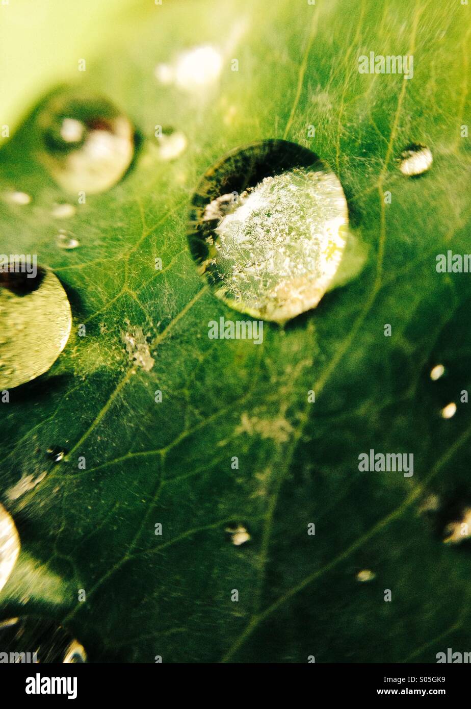 Close up of water droplets on aquilegia leaf Stock Photo