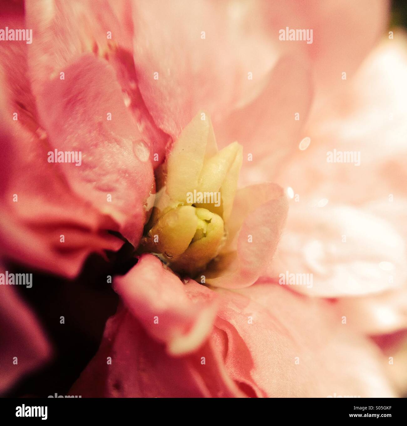 Close up of a begonia flower Stock Photo