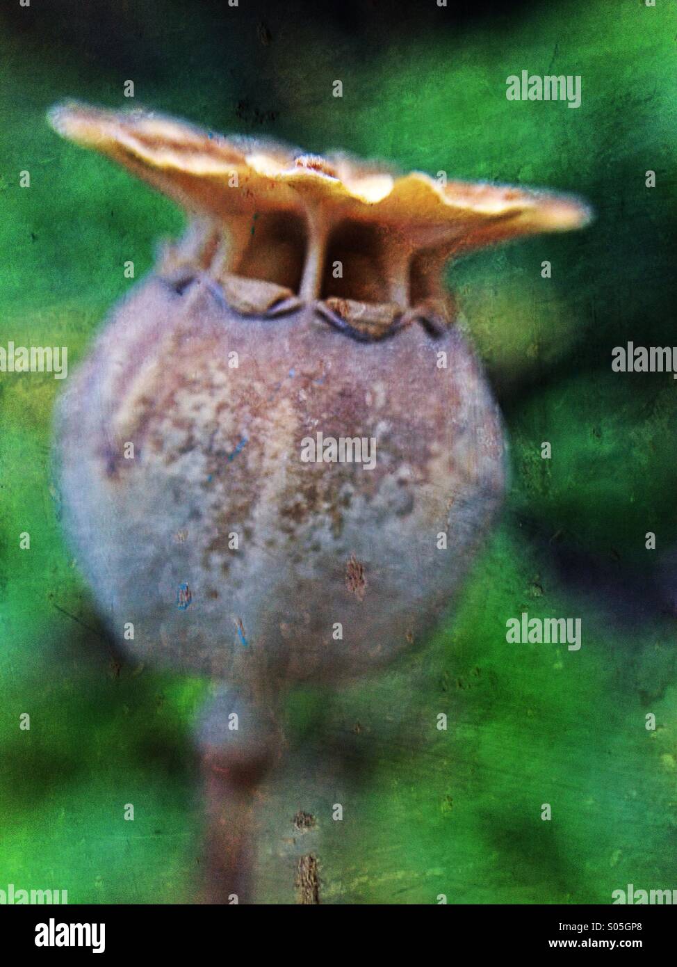 Poppy seed dispersal hires stock photography and images Alamy