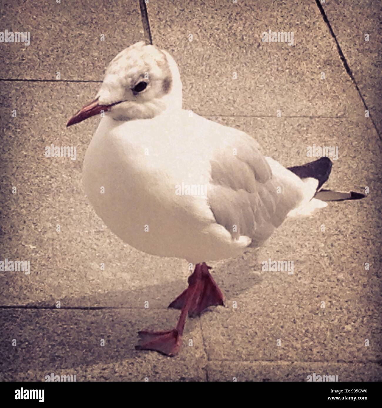 Seagull bird at Grand Canal Docks in Dublin Ireland Stock Photo