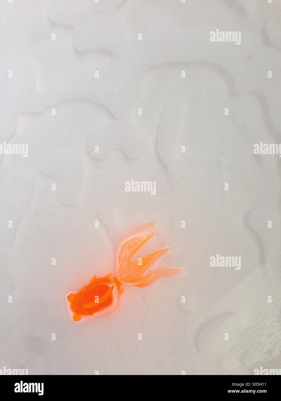 A toy goldfish swims in its bath. - Smartphone Captured Stock Image