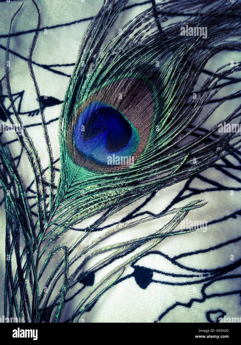 Feather of a peacock - Smartphone Captured Stock Image