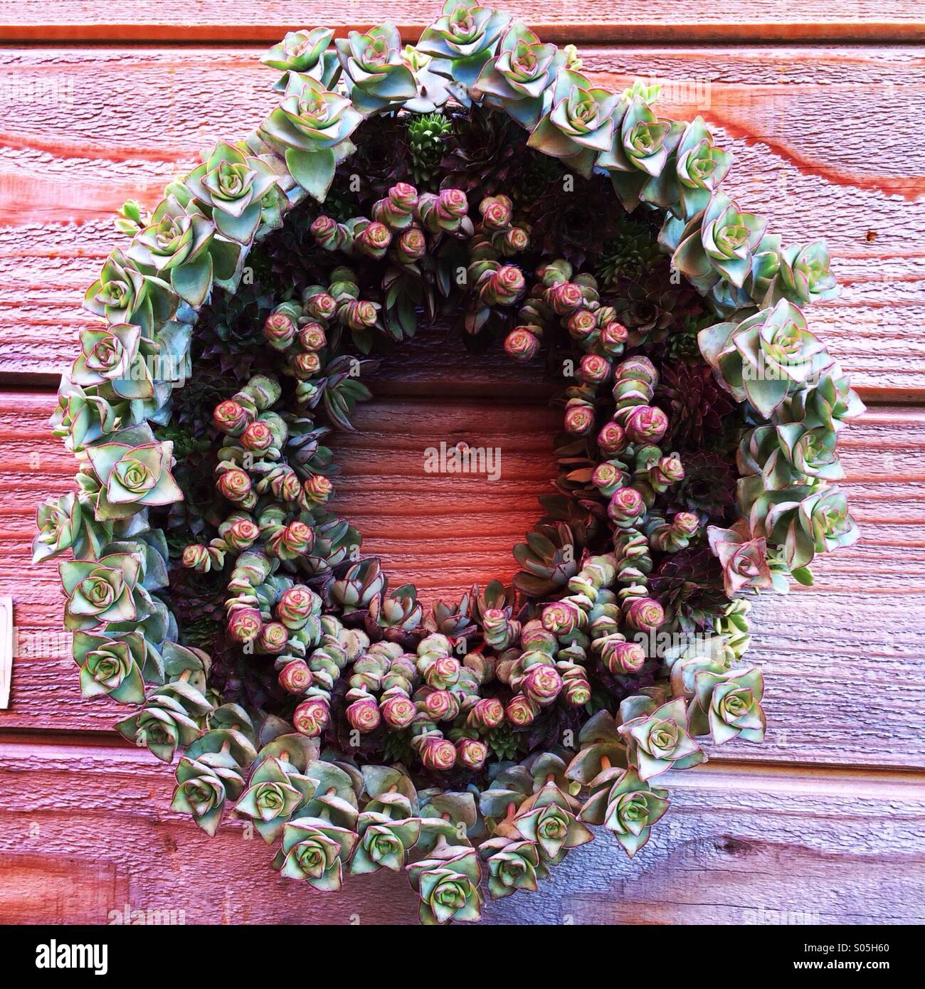 Succulent wreath red wall - Smartphone Captured Stock Image
