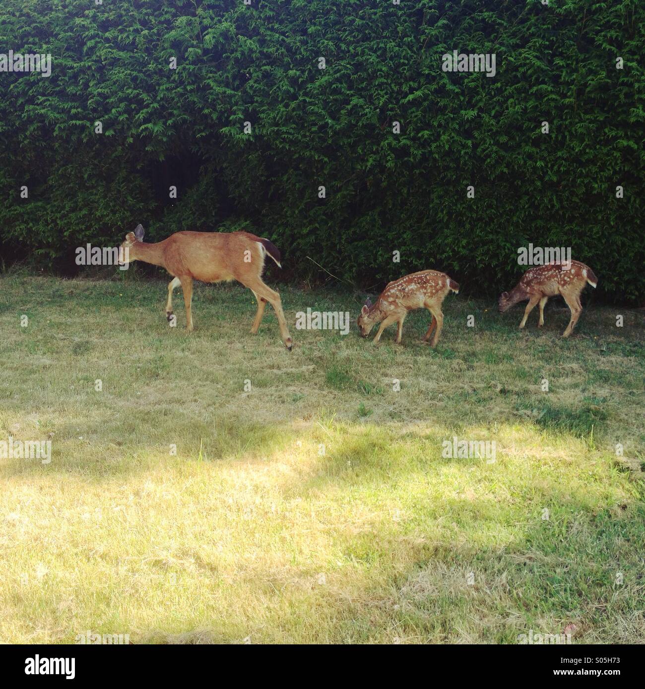 Whitetail doe deer walking along hedge with two cute fawns trailing behind in a row. Stock Photo