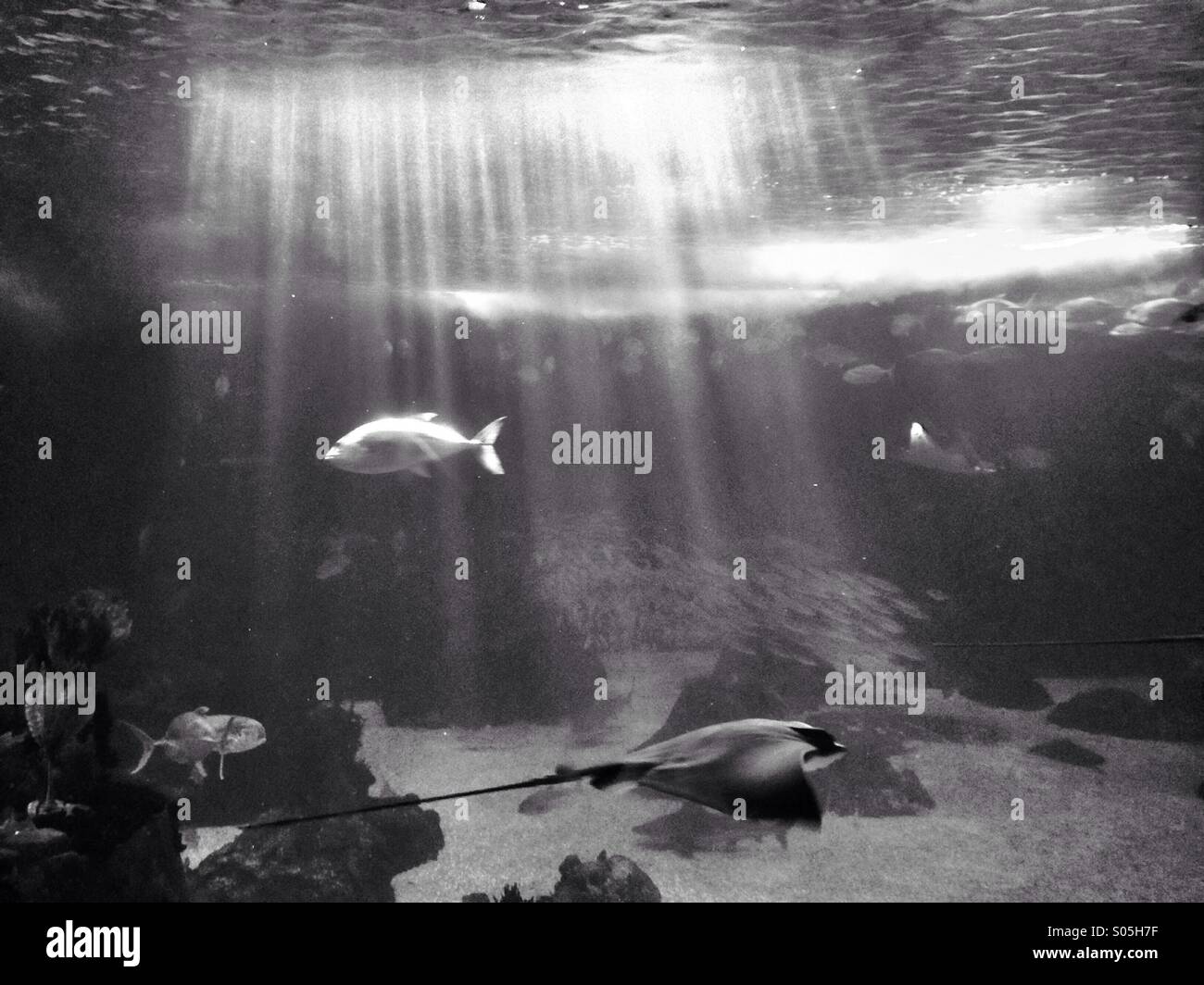 Light fish underwater hi-res stock photography and images - Alamy