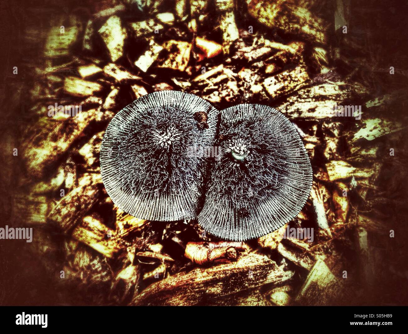 2 mushrooms growing linked together on wood bark Stock Photo