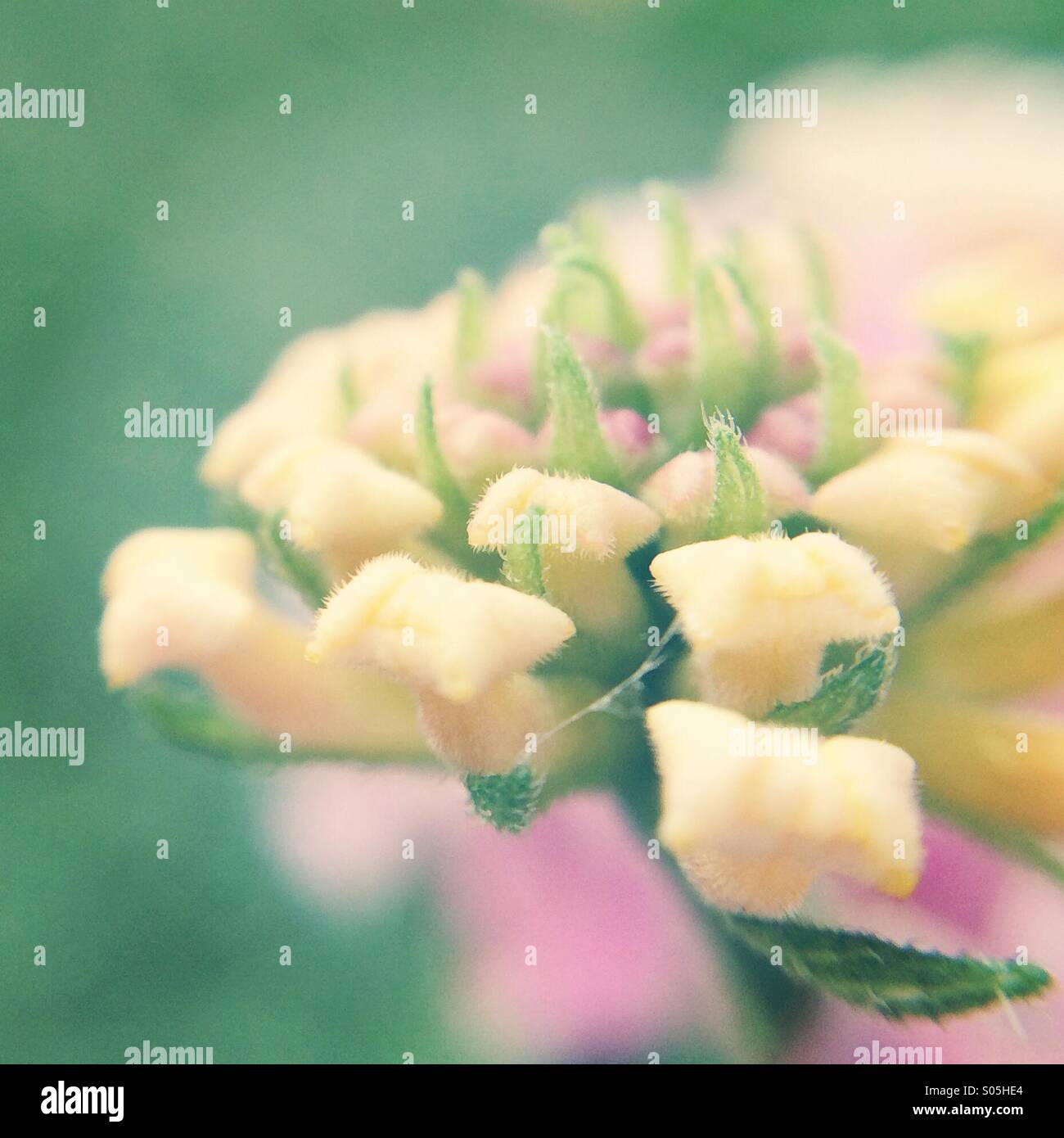 Macro of a lantana flower Stock Photo