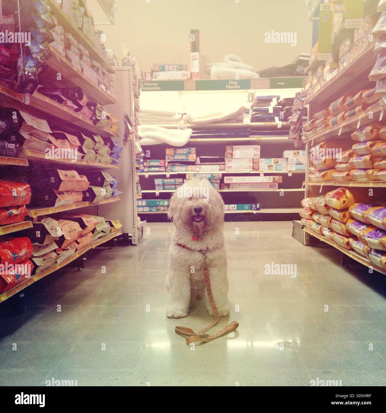 Can I get some assistance in the dog food aisle? Stock Photo