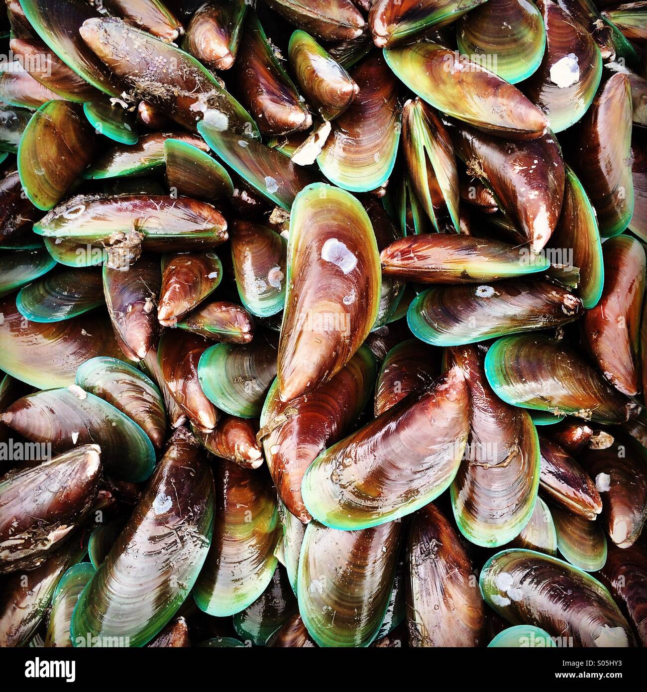 Mussels from Rengit Town, Johor, Malaysia Stock Photo Alamy