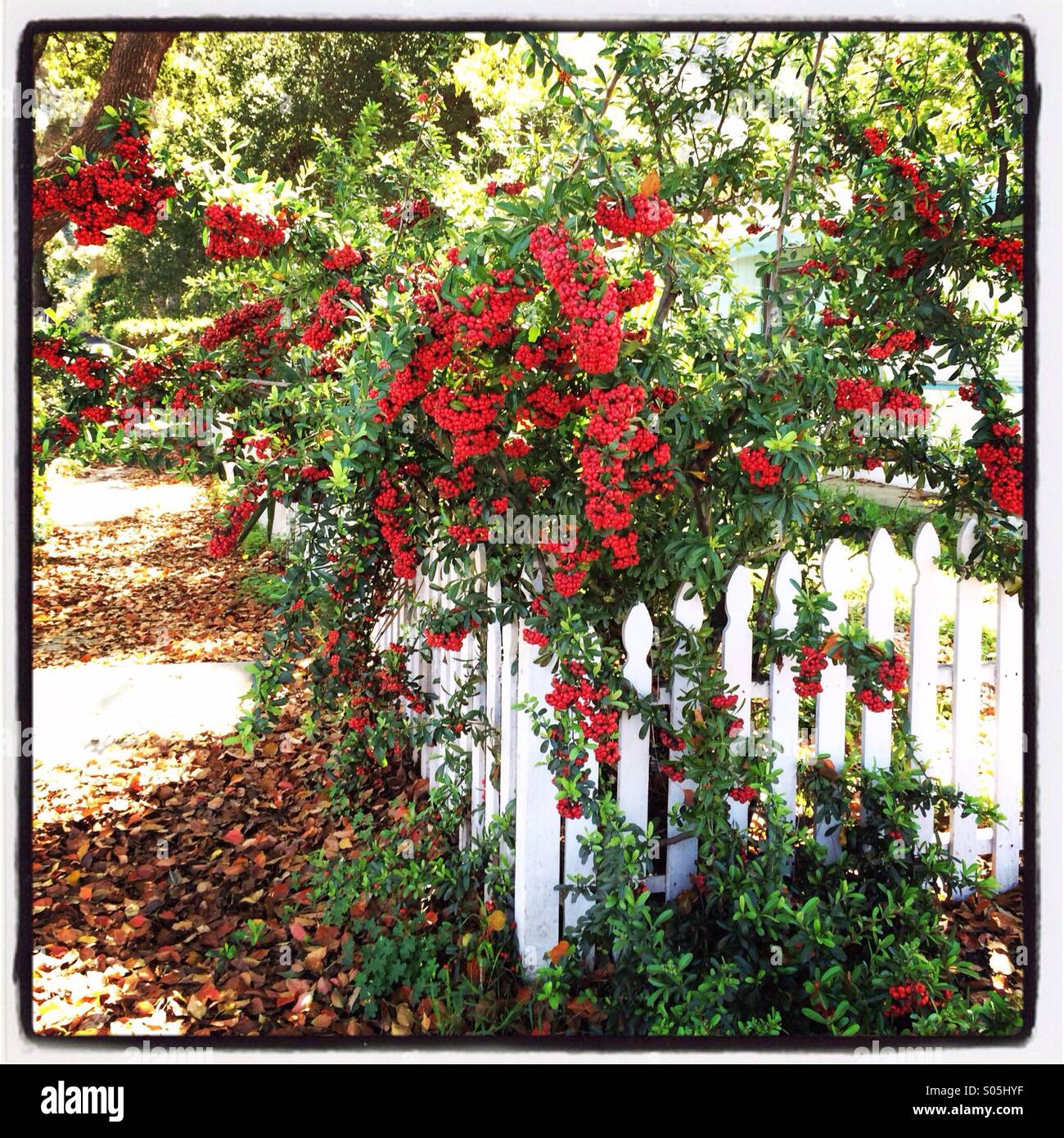 Red blooming plant growing over white fence - Smartphone Captured Stock Image