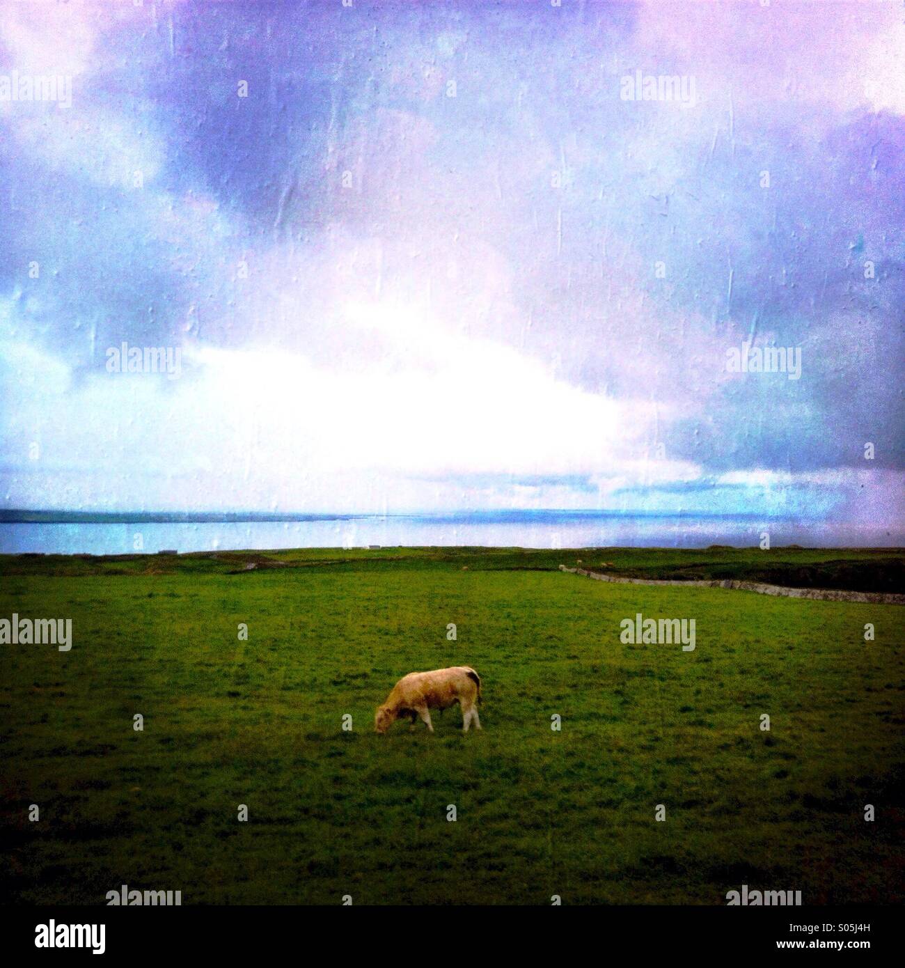 A grazing cow. Doolin, Ireland. - Smartphone Captured Stock Image