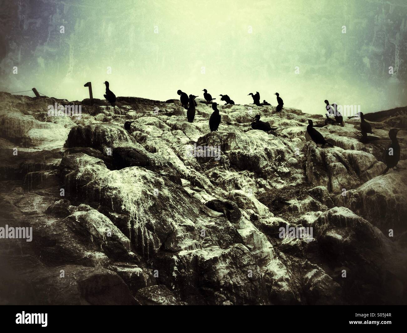 Shags (Phalacrocorax aristotelis) perching on Farne Island rocks off the Northumberland coast, UK. Horizontal format. - Smartphone Captured Stock Image