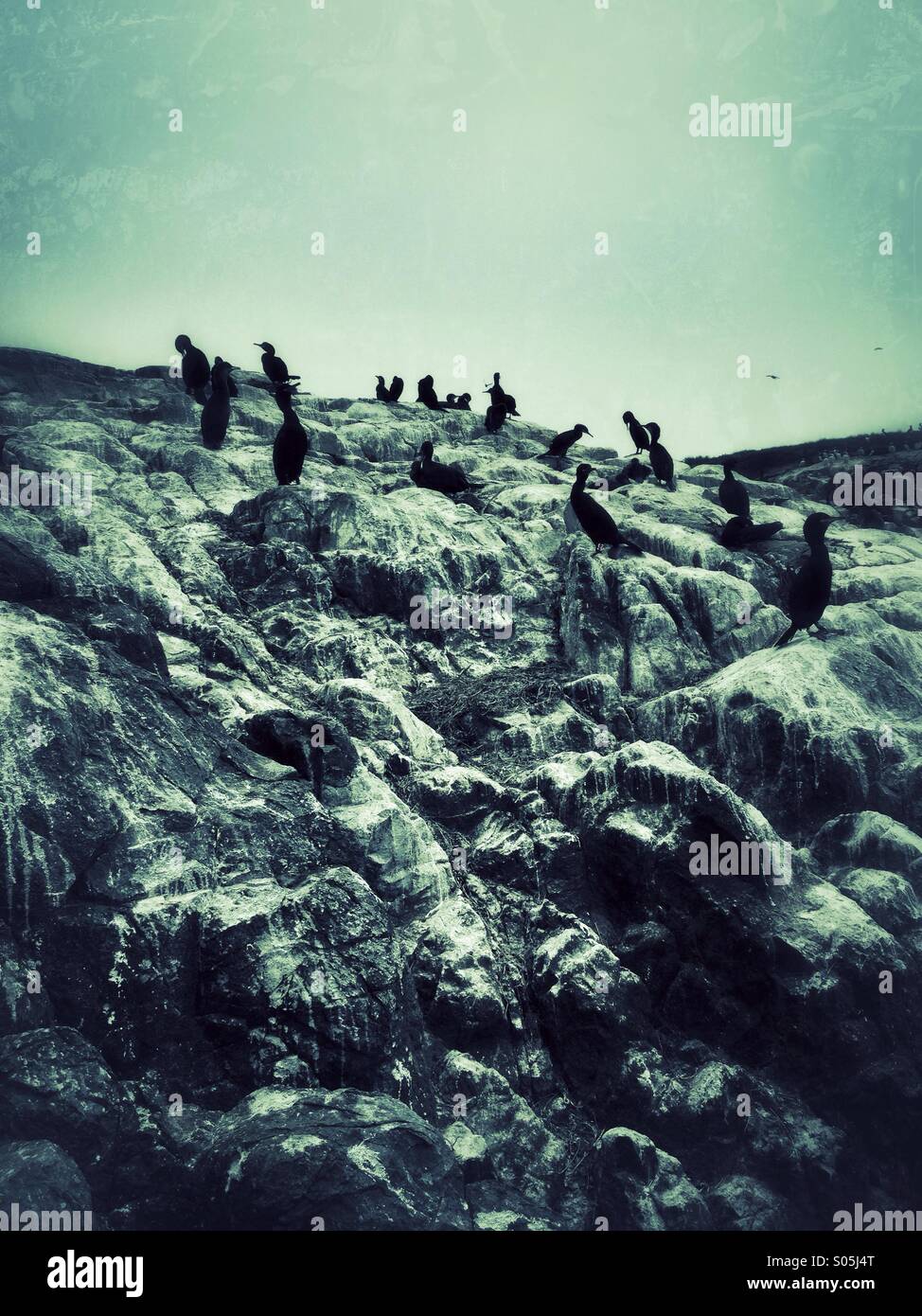 Shags (Phalacrocorax aristotelis) perching on Farne Island rocks off the Northumberland coast, UK. Vertical format. - Smartphone Captured Stock Image