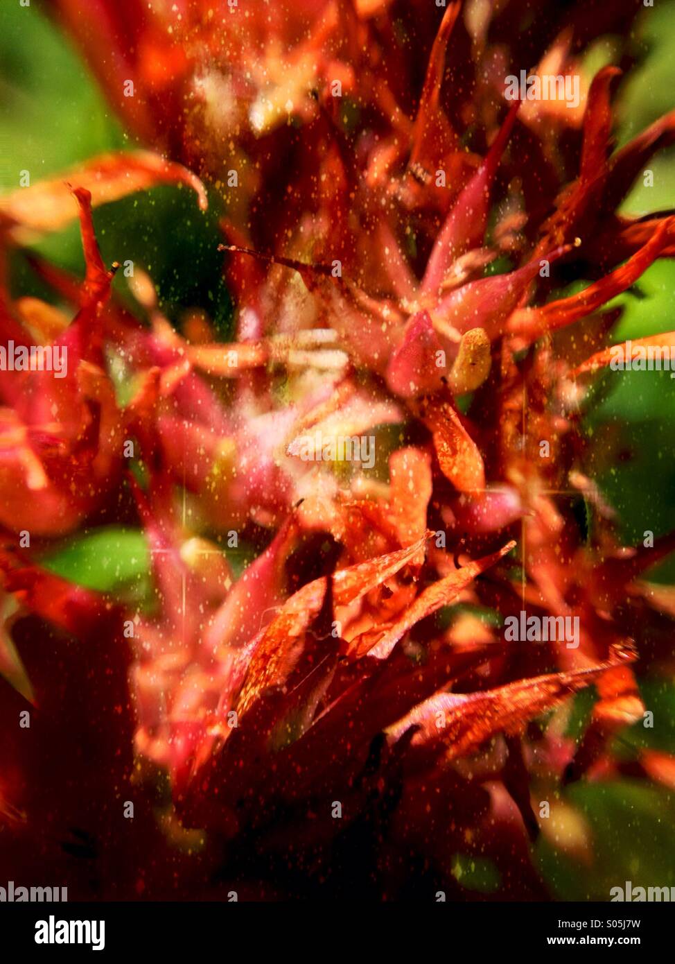 Close up of flowering stone crop Stock Photo