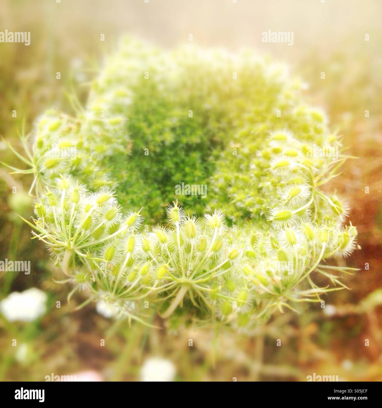 Wild carrot seed head Stock Photo Alamy