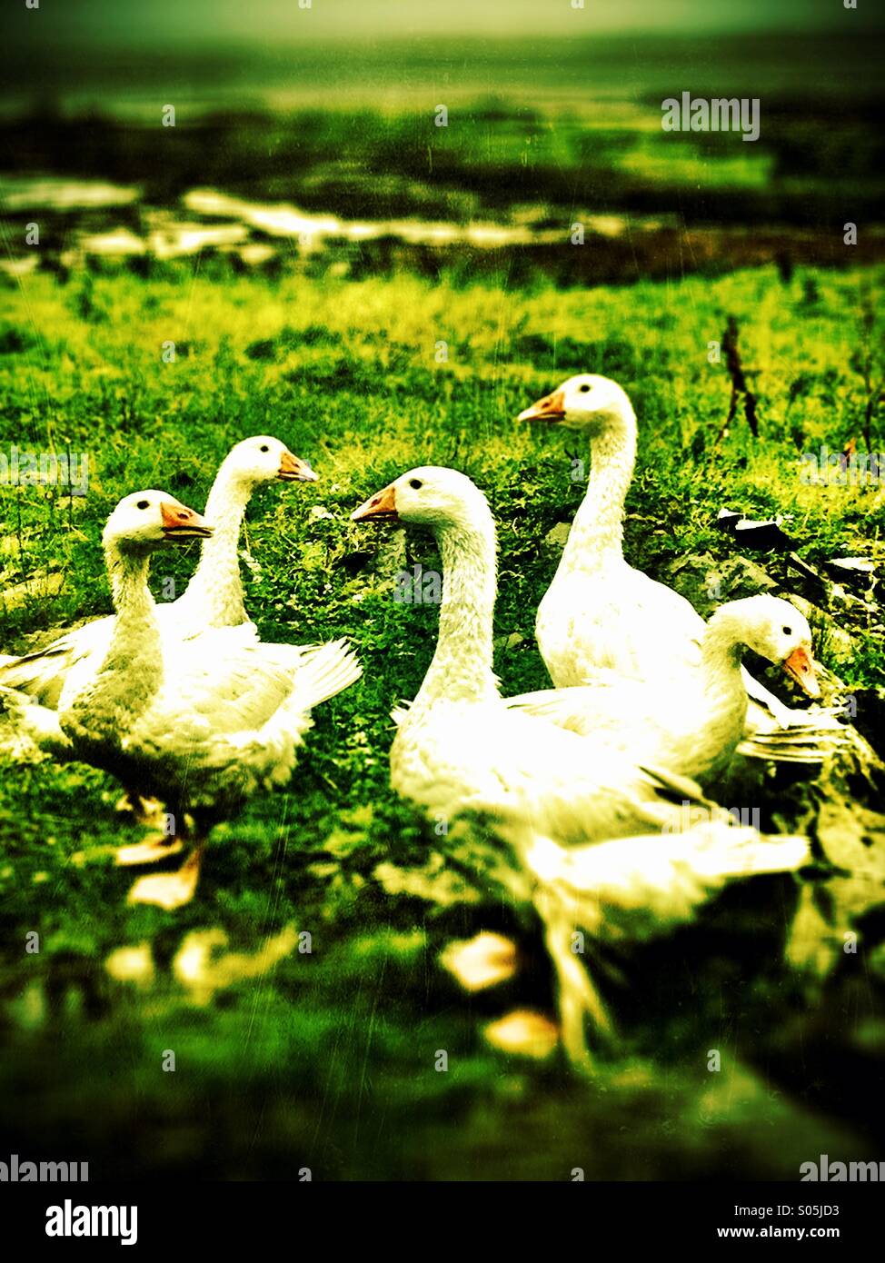 Gaggle of Geese Stock Photo