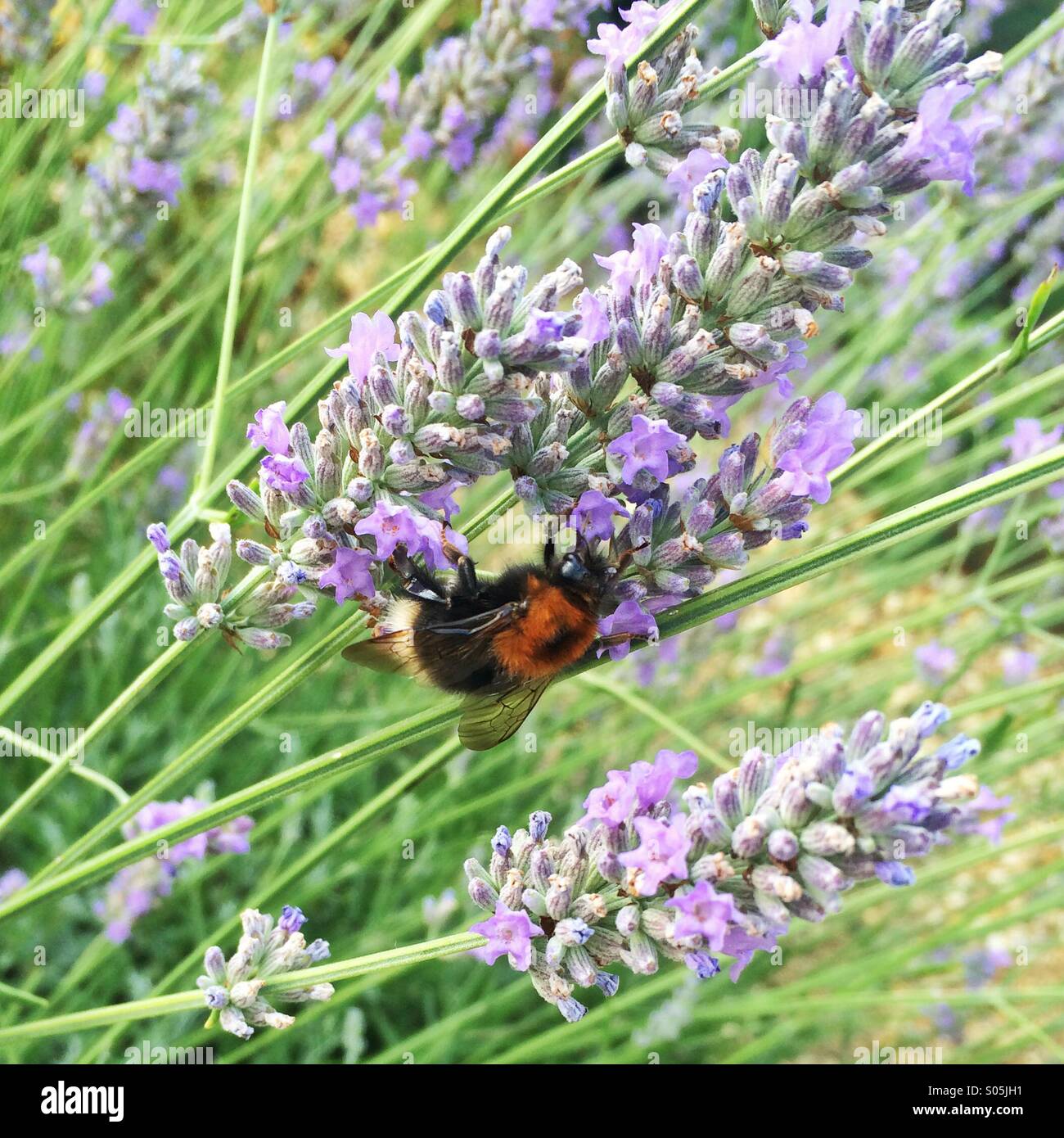 A bee pollinating a lavender plant - Smartphone Captured Stock Image