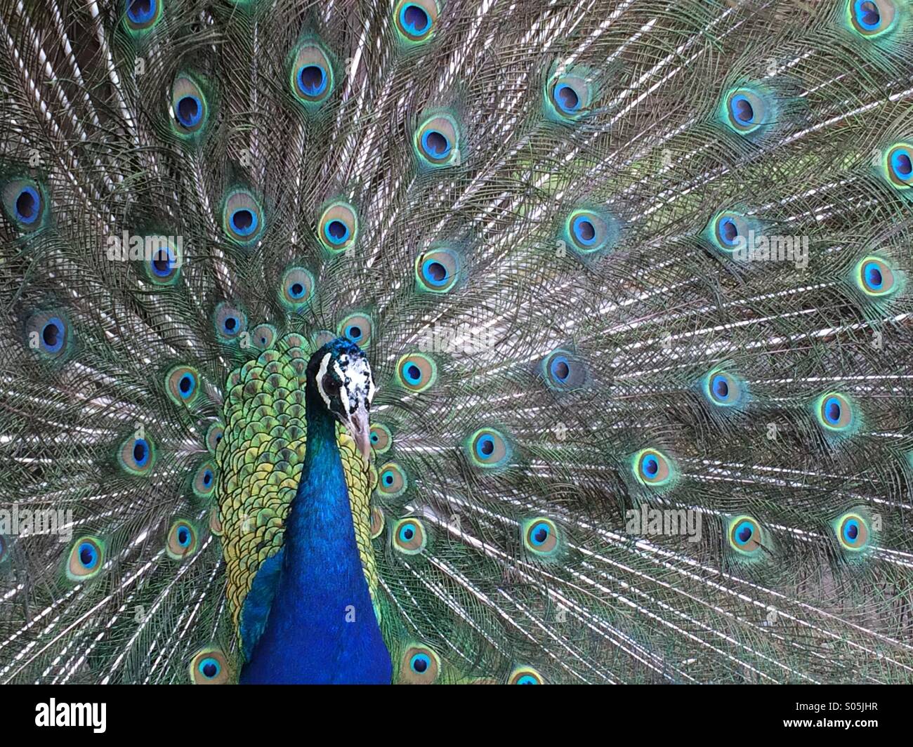Peacock displaying - Smartphone Captured Stock Image